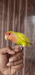 Lovebird